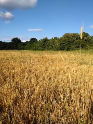 Zemljište - Prodaja - ISTARSKA - LIŽNJAN - VALTURA