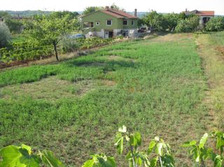 Land - Sale - ISTARSKA - BARBAN - BARBAN