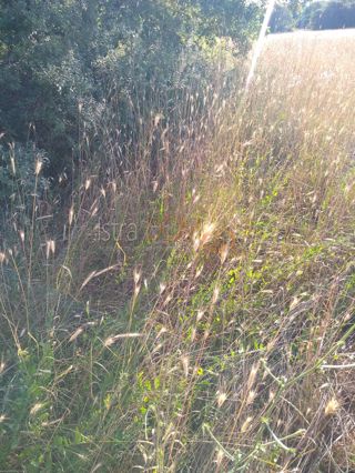 Zemljište - Prodaja - ISTARSKA - LIŽNJAN - VALTURA