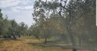 Land - Sale - ISTARSKA - MARČANA - KAVRAN