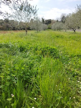 Grundstück - Verkauf - ISTARSKA - SVETVINČENAT - JURŠIĆI
