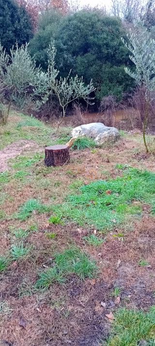 Grundstück - Verkauf - ISTARSKA - LIŽNJAN - LIŽNJAN