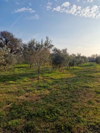 Land - Sale - ISTARSKA - LIŽNJAN - LIŽNJAN