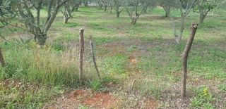 Land - Sale - ISTARSKA - MARČANA - KRNICA