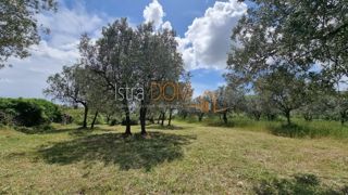 Land - Sale - ISTARSKA - VODNJAN - GALIŽANA