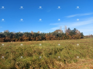 Land - Sale - ISTARSKA - LIŽNJAN - ŠIŠAN