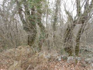 Land - Sale - PRIMORSKO-GORANSKA - KRK - SUŽAN