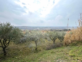 Grundstück - Verkauf - ISTARSKA - BUJE - BUJE