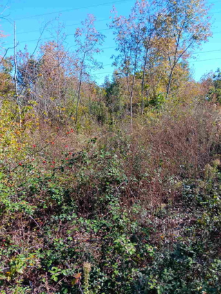 Grundstück - Verkauf - ISTARSKA - BARBAN - ŠAJINI