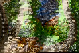 Haus - Verkauf - SPLITSKO-DALMATINSKA - JELSA - JELSA