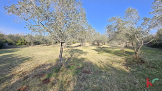 Zemljište - Prodaja - ISTARSKA - VODNJAN - PEROJ