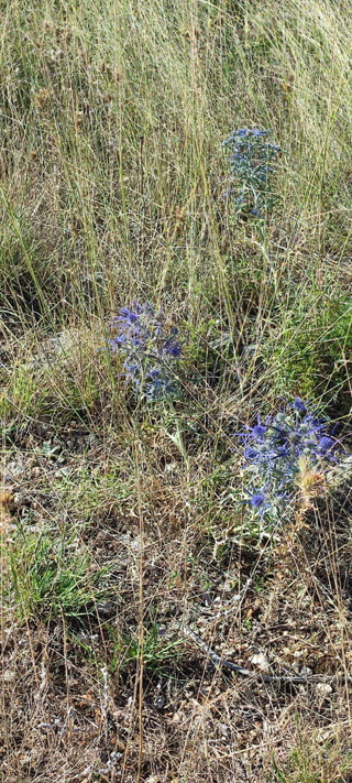 Land - Sale - ŠIBENSKO-KNINSKA - VODICE - GAĆELEZI