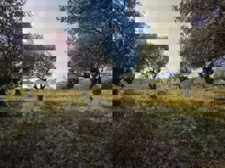 Land - Sale - ZADARSKA - ZADAR - KOŽINO