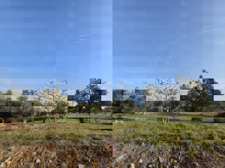 Land - Sale - ZADARSKA - ZADAR - PETRČANE