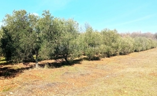 Land - Sale - ISTARSKA - MARČANA - KRNICA