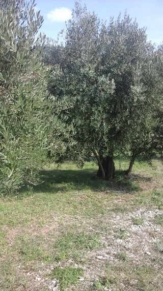 Land - Sale - PRIMORSKO-GORANSKA - KRK - BAŠKA