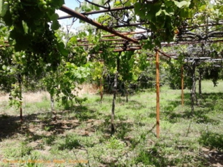 Zemljište - Prodaja - ISTARSKA - PULA - PULA