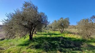 Land - Sale - ISTARSKA - PULA - PULA