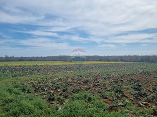 Land - Sale - ISTARSKA - LIŽNJAN - ŠIŠAN