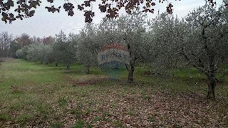 Land - Sale - ISTARSKA - PULA - PULA