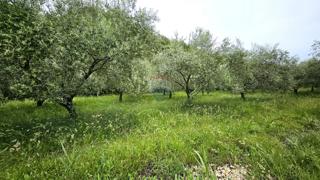 Land - Sale - ISTARSKA - GROŽNJAN - GROŽNJAN