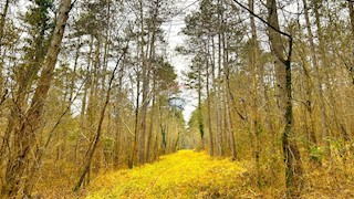Land - Sale - ISTARSKA - GROŽNJAN - ZAVRŠJE