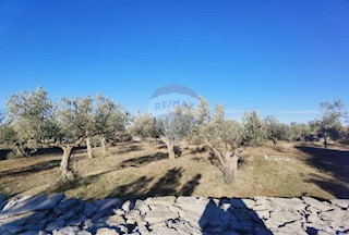 Land - Sale - ISTARSKA - FAŽANA - FAŽANA