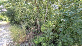 Land - Sale - ISTARSKA - UMAG - UMAG