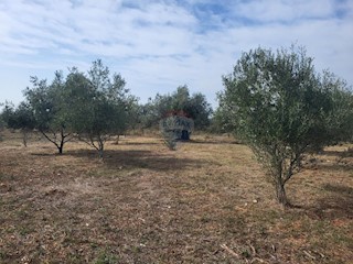 Land - Sale - ISTARSKA - VODNJAN - GALIŽANA