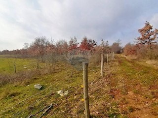 Land - Sale - ISTARSKA - POREČ - DRAČEVAC