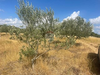 Zemljište - Prodaja - ISTARSKA - BALE - BALE