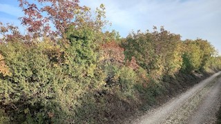 Land - Sale - ISTARSKA - FAŽANA - FAŽANA
