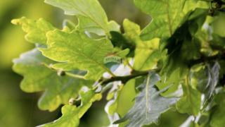 Grundstück - Verkauf - ISTARSKA - BUJE - MOMJAN