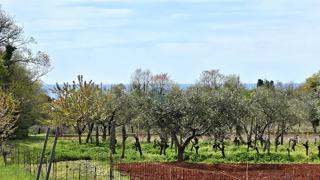 Land - Sale - ISTARSKA - UMAG - UMAG