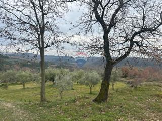 Land - Sale - ISTARSKA - BUJE - BUJE