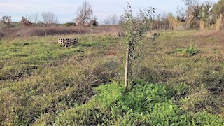 Land - Sale - ISTARSKA - UMAG - SEGET