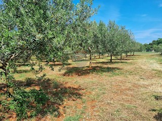 Land - Sale - ISTARSKA - MARČANA - LOBORIKA