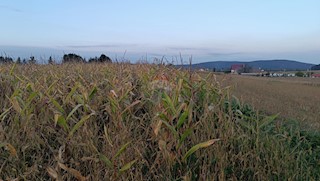 Land - Sale - KARLOVAČKA - OGULIN - OGULIN