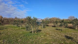 Land - Sale - ISTARSKA - UMAG - UMAG