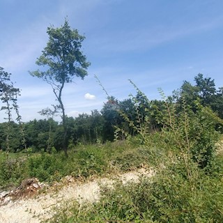 Land - Sale - ISTARSKA - SVETI LOVREČ - SVETI LOVREČ PAZENATIČKI