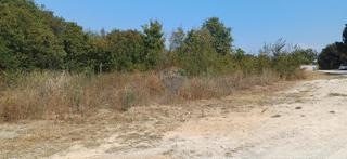 Land - Sale - ISTARSKA - MARČANA - LOBORIKA