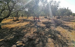 Zemljište - Prodaja - ISTARSKA - TAR-VABRIGA - TAR