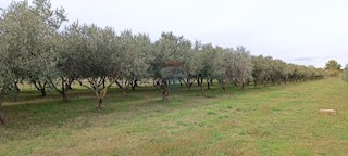 Land - Sale - ISTARSKA - PULA - PULA