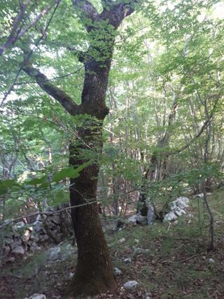Land - Sale - PRIMORSKO-GORANSKA - KRK - GARICA