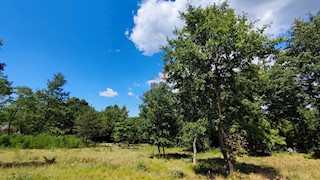 Land - Sale - ISTARSKA - KAROJBA - KAROJBA