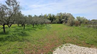 Land - Sale - ISTARSKA - UMAG - UMAG