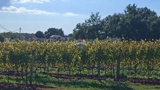 Grundstück - Verkauf - ISTARSKA - VIŽINADA - BALDAŠI