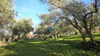 Grundstück - Verkauf - ISTARSKA - UMAG - LOVREČICA