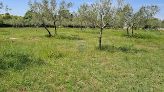 Land - Sale - ISTARSKA - BALE - BALE