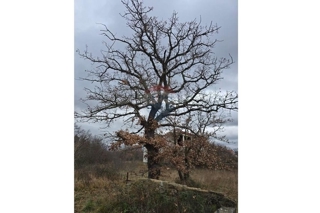 Land - Sale - ZADARSKA - BENKOVAC - DONJI KAŠIĆ